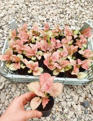 تصویر پک ۲۰ عددی سینگینیوم مینیاتوری صورتی 