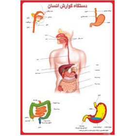 تصویر پوستر آموزشی چاپ پارسیان طرح دستگاه گوارش انسان کد 001 