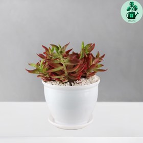 تصویر کراسولا آتشین 