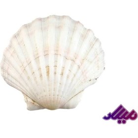 تصویر صدف کد 1170060 