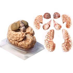 تصویر مولاژ مغز انسان با اندازه طبیعی(8قسمتی) 