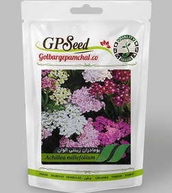 تصویر بذر بومادران 