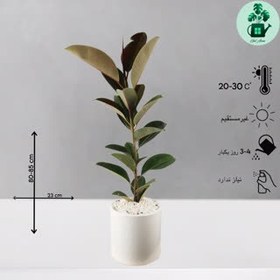 تصویر فیکوس سبز 