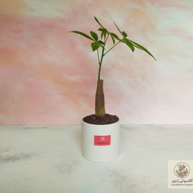 تصویر گلدان پاچیرا | کد: ZNB-11BW 