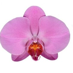 تصویر نشا گل ارکیده فالانوپسیس ا Phalaenopsis orchid seedling Phalaenopsis orchid seedling