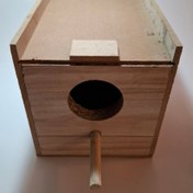 تصویر لونه چوبی طوطی برزیلی 