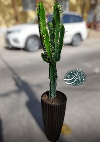 تصویر کاکتوس افوربیا سبز 