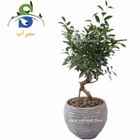 تصویر بونسای فیکوس کد M0802 