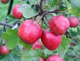 تصویر نهال سیب گلدن دلیشز 