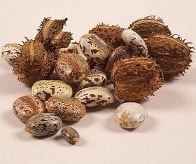 تصویر روغن کرچک Castor oil