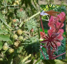 تصویر گیاه دارویی کرچک Ricinus communis 