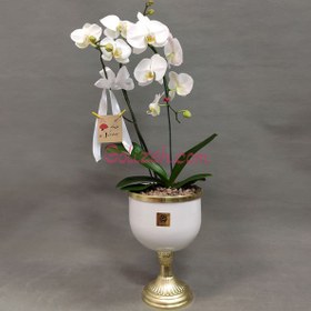 تصویر جام گلدان ارکیده 