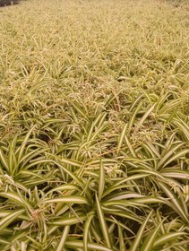 تصویر گل گندمی 