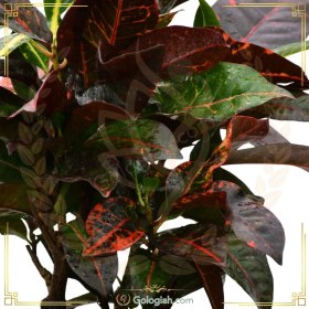 تصویر کروتون 