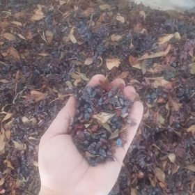 تصویر زرشک کوهی ۱ کیلوگرم شیوا 