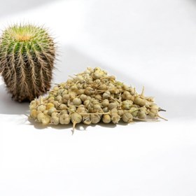 تصویر اسپند نخودی 