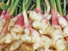 تصویر زنجبیل ۱ کیلوگرم 