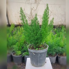 تصویر گل دم روباهی (مارچوبه زینتی) گیاه آپارتمانی مقاوم 