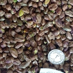 تصویر مغزپسته معمولی 