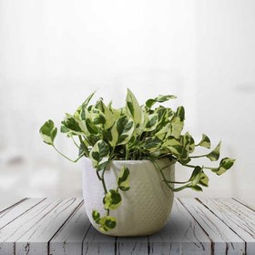 تصویر گلدان پتوس سفید هلندی 