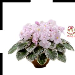 تصویر خرید بنفشه آفریقایی سفید | گل آپارتمانی خاص و گلدار با نگهداری آسان White African Voilet