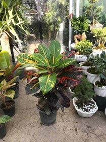 تصویر کروتون سطل ۷ - سطل ۷ 