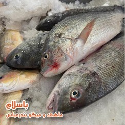 تصویر ماهی صبیتی یا جهرو تازه( 1کیلو گرم ) 