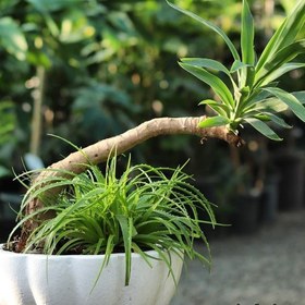 تصویر قیمت‌های روز گیاه یوکا در تهران 