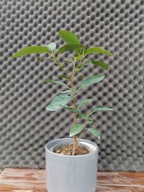 تصویر فیکوس جنگلی Ficus