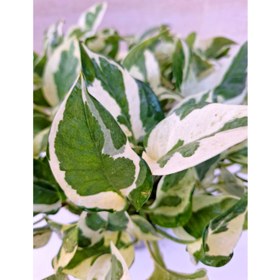 تصویر پتوس ارتشی سایز بزرگ آویزدار برگ درشت گلدون ۷ گلخونه ای 