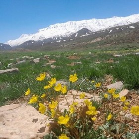 تصویر سبزی کوهی خشک شده ( شنگه - پاقزقون، تره) (100 گرم) 