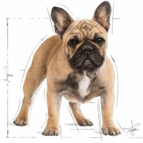 تصویر غذای خشک سگ بالغ فرنچ بولداگ رویال کنین 3 کیلویی Royal Canin French Bulldog Adult 3 kg