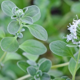 تصویر بذر مرزنجوش 100 عددی 