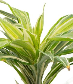 تصویر گیاه دراسنا بلالی Dracaena 