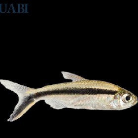 تصویر ماهی تترای پنگوئن 4 تا 5 سانتی 