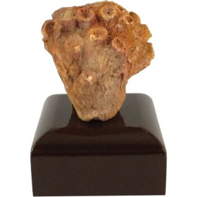 تصویر فسیل کد 3281 