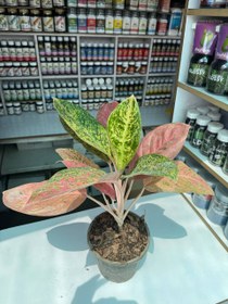 تصویر آگلونما پینک لیدی سطل ۳.۵ 