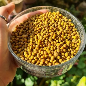 تصویر عدس بو داده 