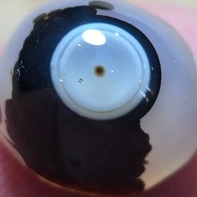 تصویر باباقوری قائن زیبا خاص. 