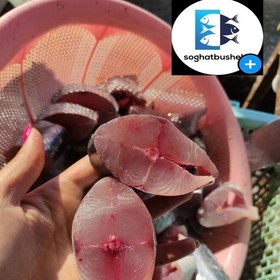 تصویر ماهی شیر تازه و صید روز بوشهر لطفا برای هر سبد خرید یک عدد کائو چوب هم سفارش بدهید .(پک10کیلویی ) 