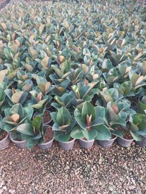 تصویر فیکوس الاستیکا سبز 