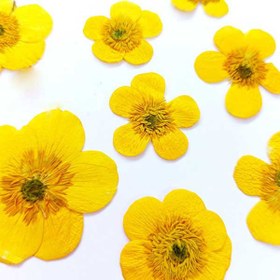 تصویر گل خشک آلاله صحرایی بسته 10 عددی 