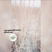 تصویر فروش انواع نهال ها پیش فروش بهترین نهال ها نهال صنوبر سیاه قلمه کبود 