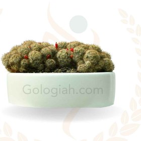 تصویر کاکتوس مامیلاریا 