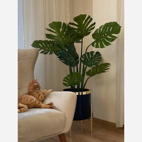 تصویر درختچه برگ انجیری 