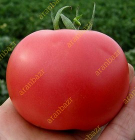 تصویر بذر گوجه فرنگی رنجر 