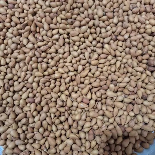 خرید و قیمت بادام تلخ کوهی، الوک | ترب