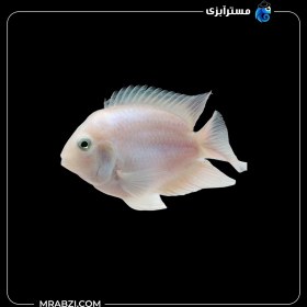 تصویر پرت پولار پلاتینیوم 