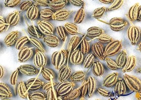 تصویر بذر زنیان 50گرم 