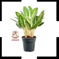 تصویر آگلونما زعفرانی | گیاه آپارتمانی مقاوم با برگ‌های طلایی-سبز و نگهداری آسان 